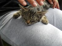 vague de cruauté chat campagne de stérilisation des chats détention catastrophique cadavres de chats maison spa marseille chats caravane Changement d’heure animaux
