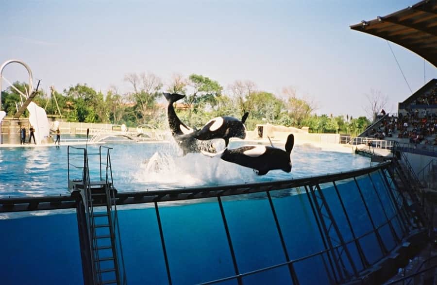 Marineland polémique enquête orques marineland