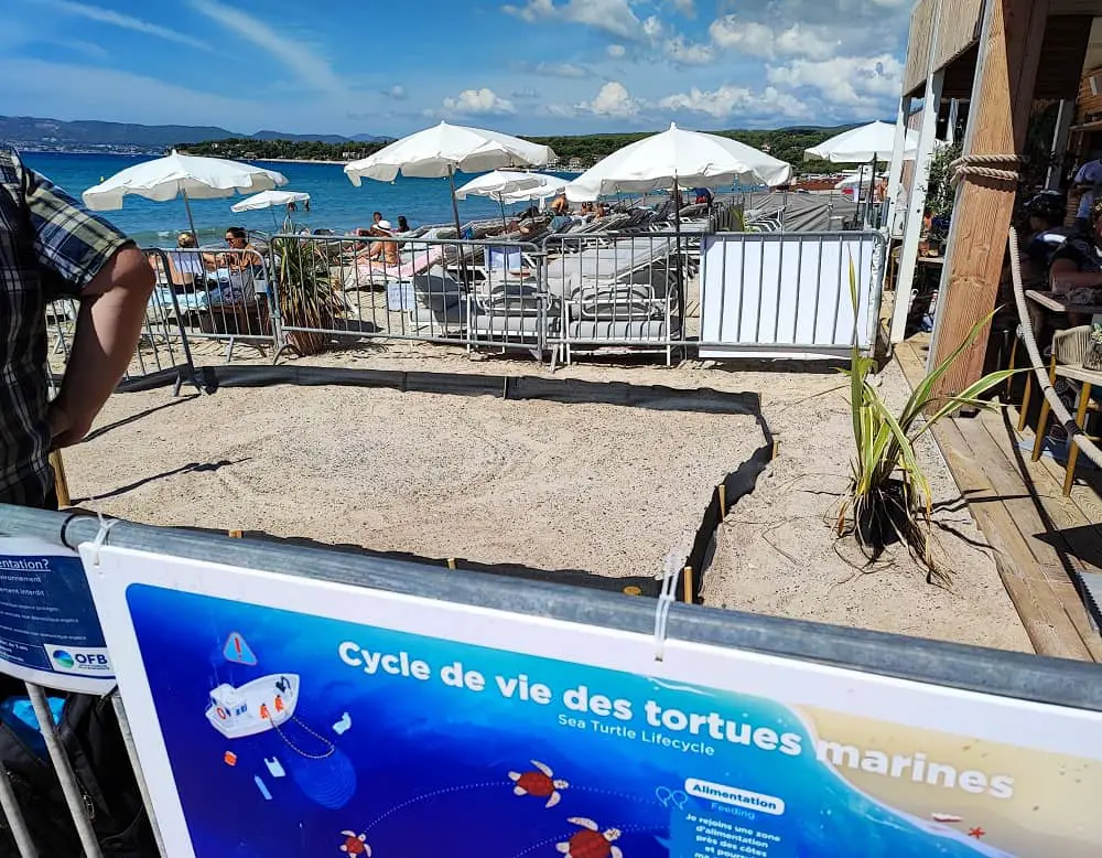 bébés tortues Saint-Cyr-sur-Mer protéger mammifères marins