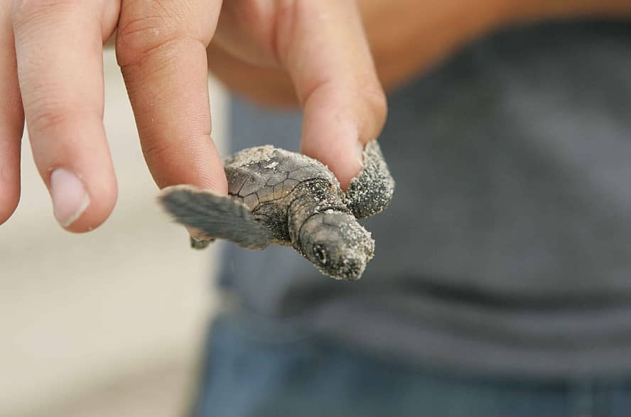 naissance tortues Alpes-Maritimes