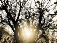 liste rouge de l’UICN projet voie verte La sécheresse prolongée de cet été a eu des conséquences dramatiques sur les écosystèmes du Var. Plusieurs arbres n'ont pas survécu aux conditions extrêmes