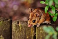 Étudiant mâche souris vivante étudiant cruauté souris