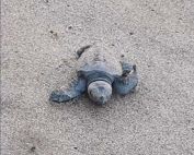 tortues Saint-Cyr-sur-Mer tortues marines