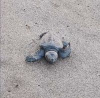 tortues Saint-Cyr-sur-Mer tortues marines