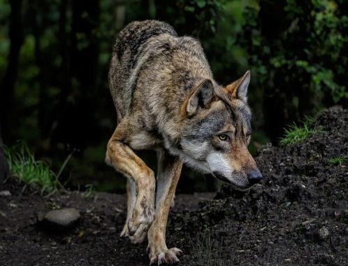 Les loups gris peuvent-ils s’attaquer aux enfants dans le Var ?