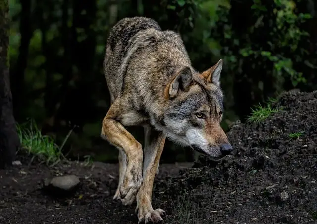 attaque loups montons loups attaquent hommes loups plage des Canoubiers loups plan national lupine Canjuers