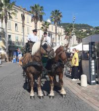 fête de l'olivier