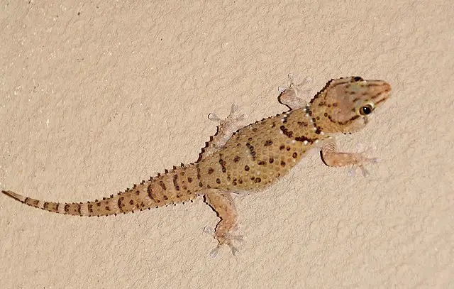 Gecko