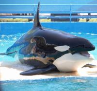Marineland transfert orques dauphins Fermeture définitive de Marineland Marineland fermeture petition marineland Transfert orques Marineland Japon Marineland jsutice marineland réouverture Éric Pauget marineland marineland départ orques Marineland d'Antibes Moana marineland orques marineland