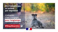 abandon animaux région sud