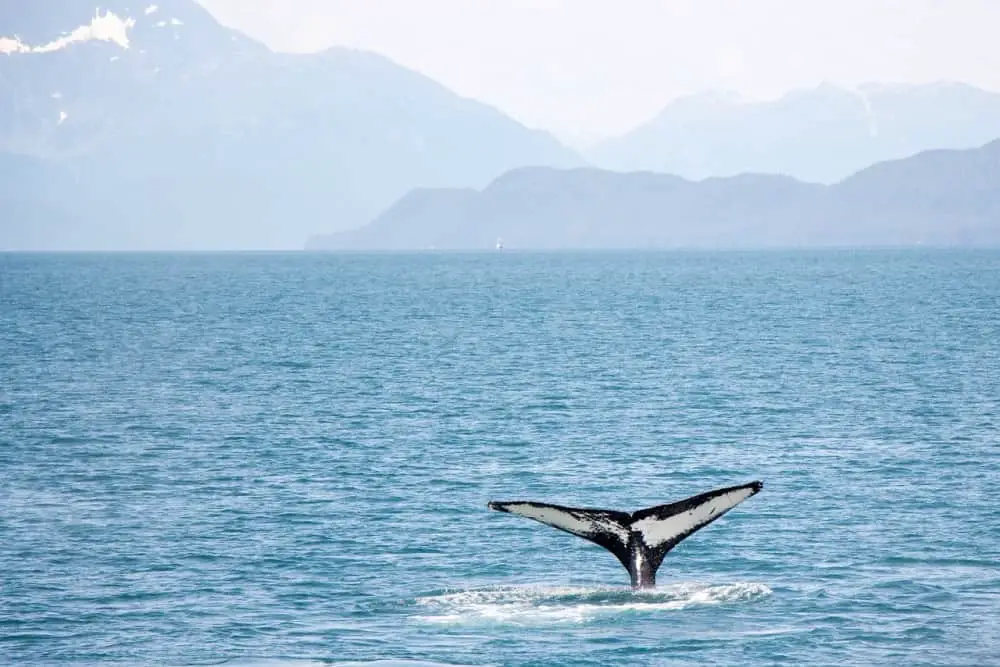 animaux insolites marseille baleines Vieux-Port Marseille
