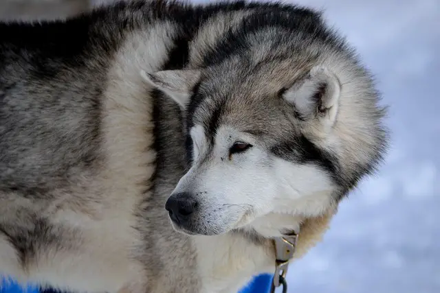 tué chien de son fils