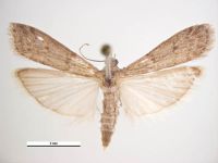 mites alimentaires six-fours