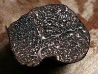 truffe Agenda week-end Var 31 janvier - 2 février 2025