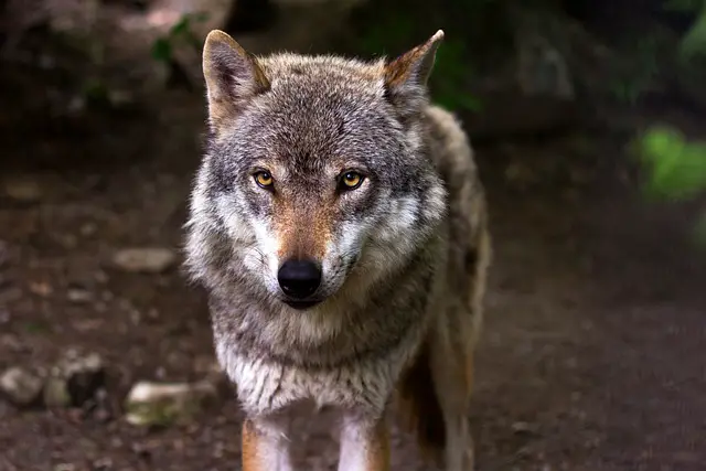 attaque loups hyères Alpes loup attaques de loups