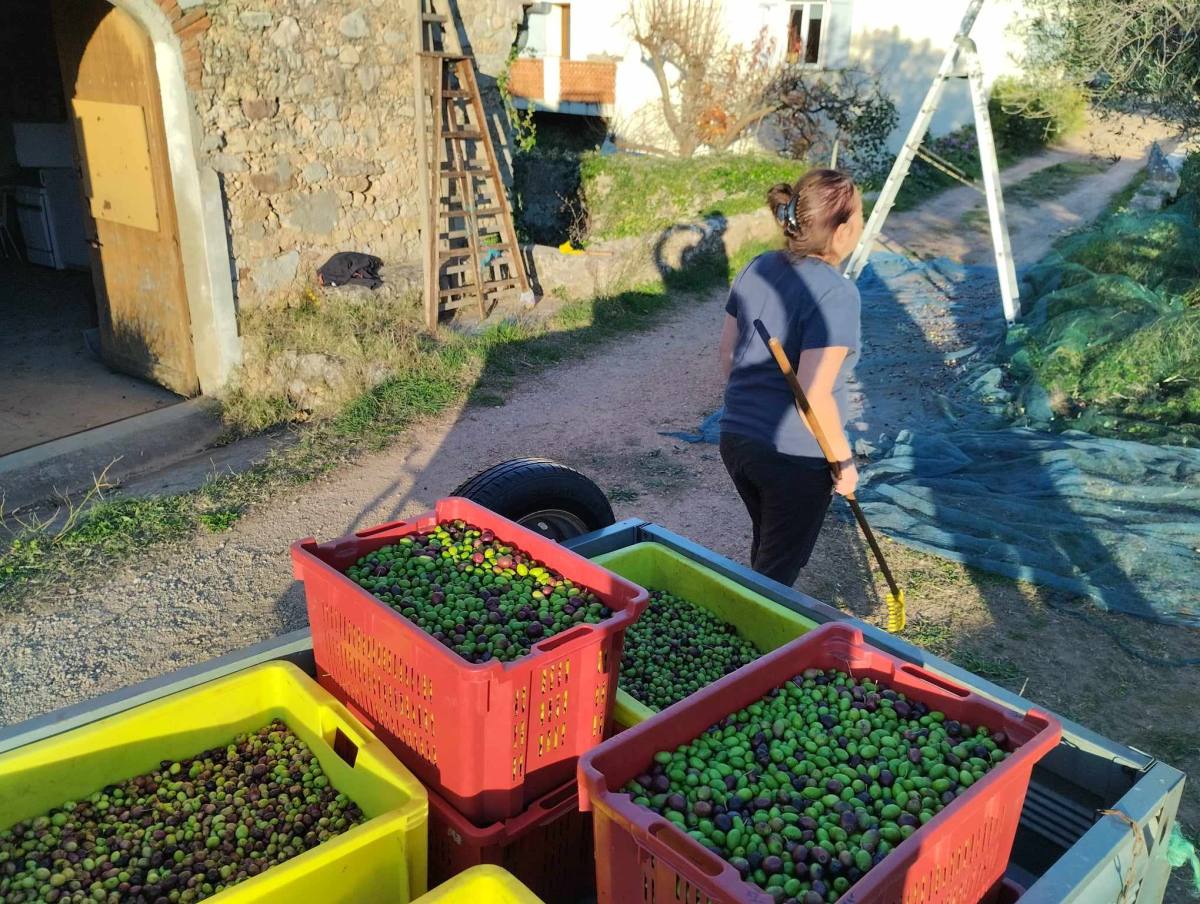 huile concours cueillette des olives à Cuers