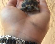 tortue d'Hermann