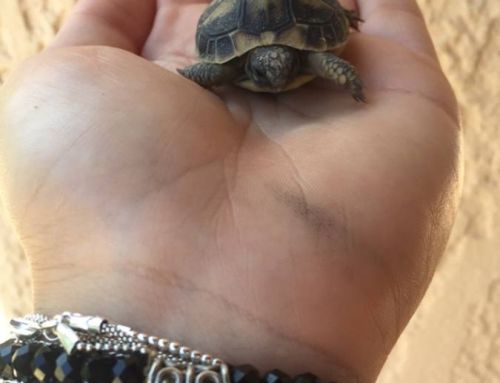 Var : mobilisation pour la protection de la Tortue d’Hermann