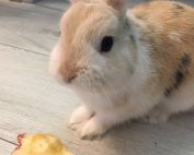 anniversaire animal