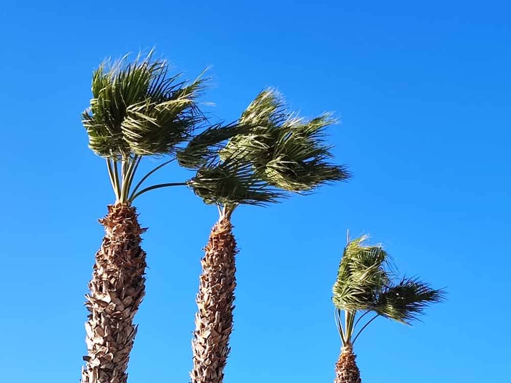 la valette olivier marseille palmier palmiers la valette alerte météo vent 21 décembre météo var vent fort Federico vent violent var