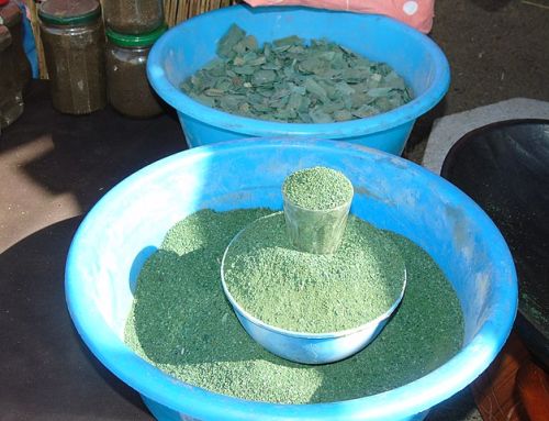 Callas : Quels sont les bienfaits de la spiruline ?