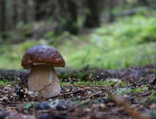 Urgence écologique : Des champignons français sur la liste rouge des espèces menacées