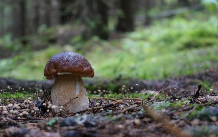 Cèpe liste rouge champignons