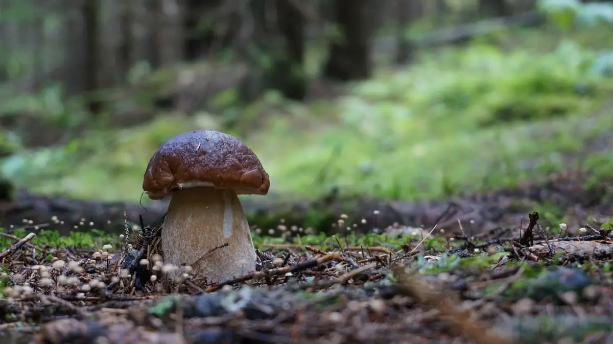 Cèpe liste rouge champignons