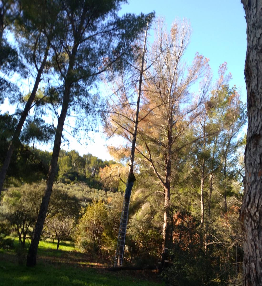 abattage d'un cèdre autorisation pour abattre un arbre