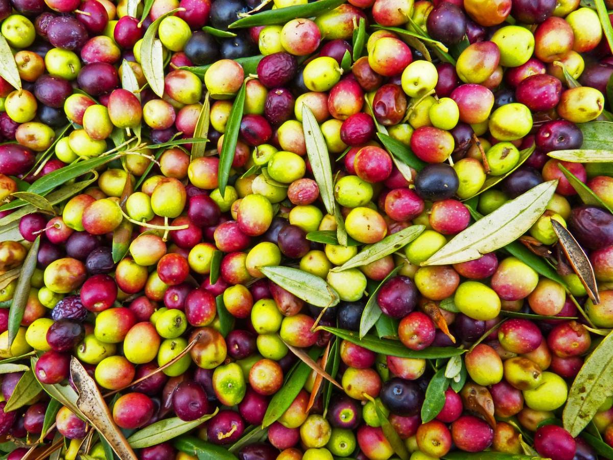 grignons d'olive
