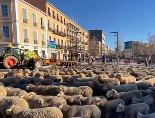 Draguignan : un millier de moutons dans les rues pour la cause agricole