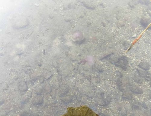 Six-Fours : Pourquoi les méduses envahissent la côte en février ?