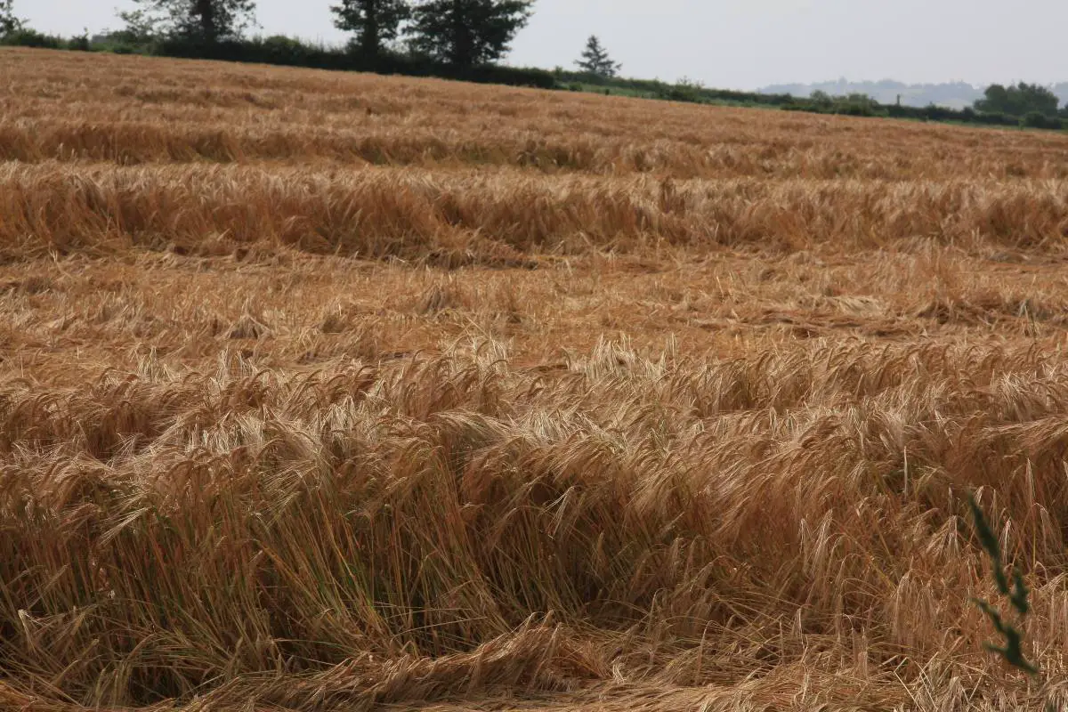 rappel farine chambre d'agriculture permanences agricoles var défis agricoles du Var agriculteurs var agriculteurs grandes surfaces avancées agriculteurs varois