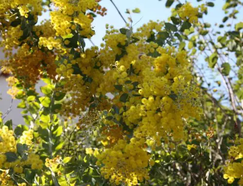 Le mimosas en fleurs au Lavandou : un spectacle hivernal de janvier