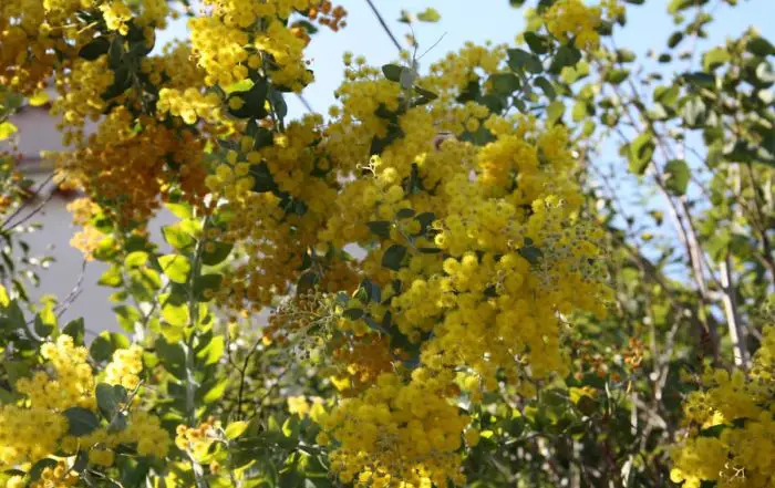 Fréjus label var pollens mimosa var mimosas en fleurs au Lavandou