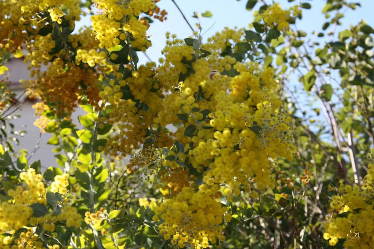 var pollens mimosa var mimosas en fleurs au Lavandou