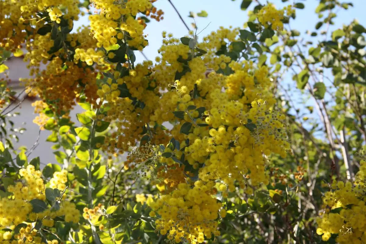 Fréjus label var pollens mimosa var mimosas en fleurs au Lavandou