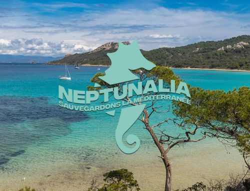 Neptunalia : Le Rugby Club Toulonnais mobilise pour la sauvegarde de la Méditerranée