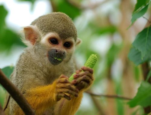 Récupération spectaculaire de singes volés à La Londe-les-Maures dans un réseau clandestin à Marseille