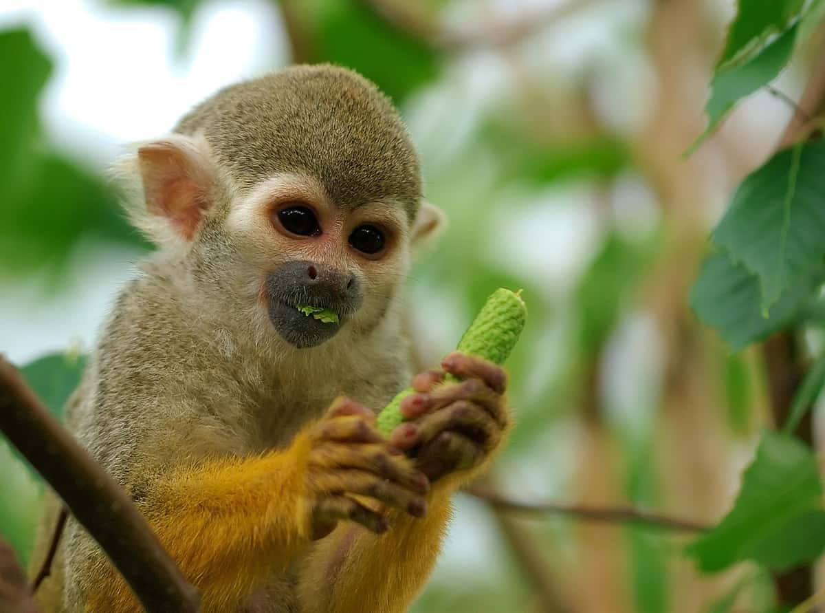 singes La Londe singe écureuil vol singes zoo la Londe-les-Maures singes volés la Londe-les Maures