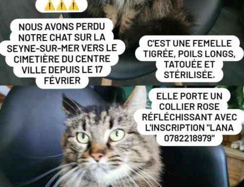 Appel à la solidarité : Aidez Aurélie à retrouver Lana, son chat disparu
