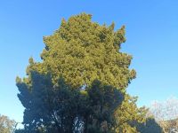 Alerte pollens Var cyprès allergie pollens alerte rouge allergies augmentation du pollen dans le var Pollen Var pluie allergie