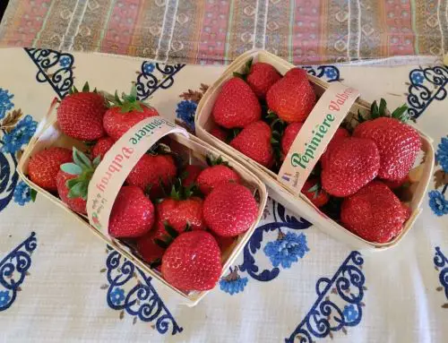 La fête de la fraise à Carqueiranne : un événement gourmand, créatif et voici comment participer