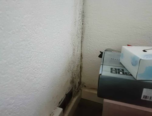 Lutte contre la moisissure dans les appartements du Var : solutions et préventions
