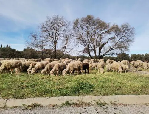 Attention promeneurs : moutons et patous à l’œuvre à Ceyreste pour un printemps écologique