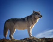 loups dans le var attaque de loups Luc