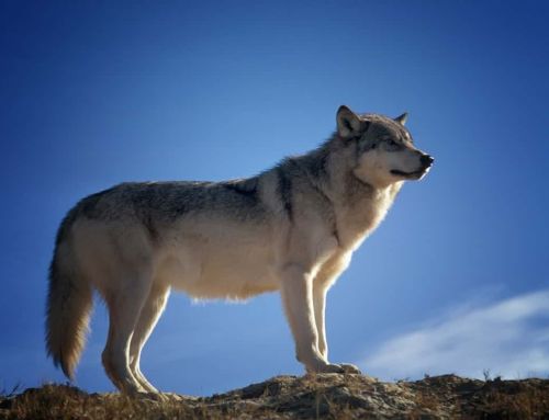 Attaque de loups au Luc : Un éleveur face à la désolation