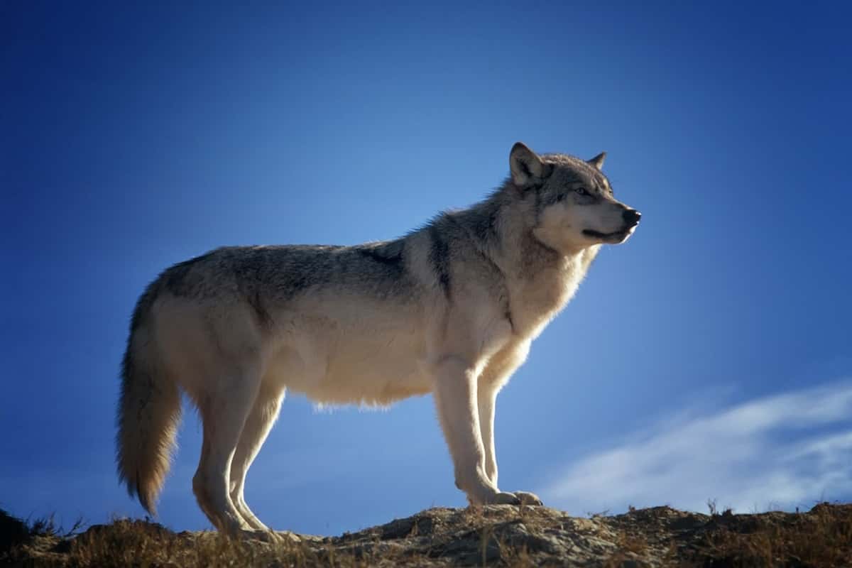 loups dans le var attaque de loups Luc