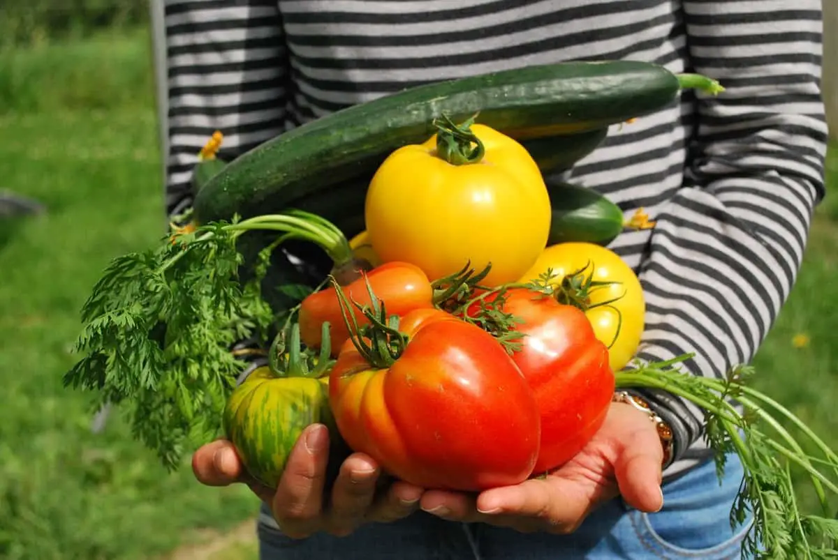 préparez potager varois les saints de glaces