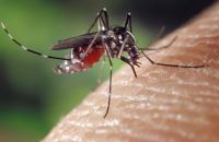 dengue La Crau moustiques tigres JO Paris chikungunya cet été ?